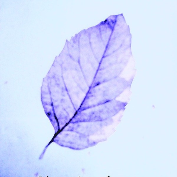 蓝叶夫(blue leafer)