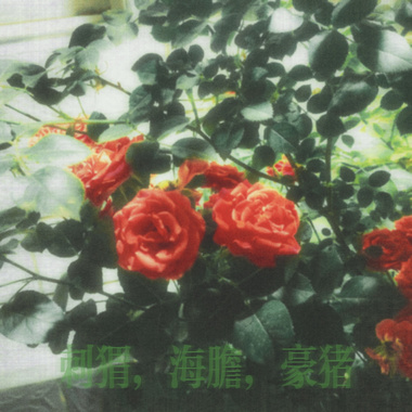 生活不幸的幸存者