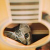 你是我的猫
