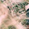 Pasha-Angelika