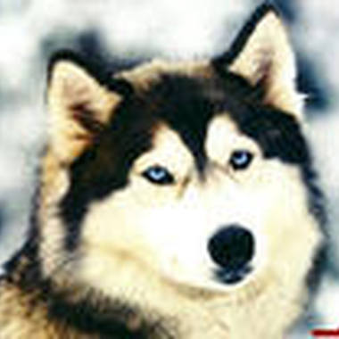 2006