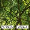 Vinile