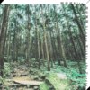 森中无声 (Silence Within the Forest)
