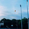黑凤梨-讯号