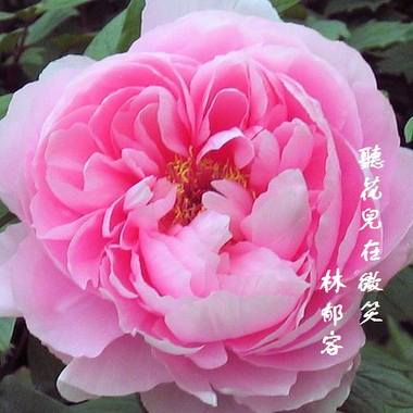 花儿是在微笑呢