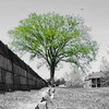 tree1