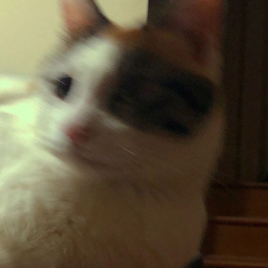 透明牙齿