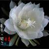 昙花开了