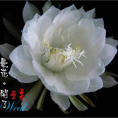 昙花开了