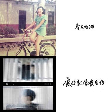房东的猫