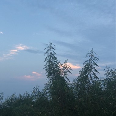 Z