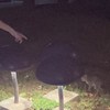 听完这首歌我就会放下你了