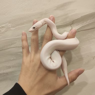 我的歌单  坏特