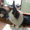 兔凝视