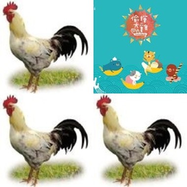 偷摸大鸡