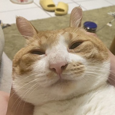?听歌啦喵