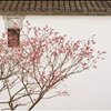 飞蓬各自远