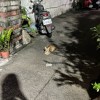 蛋堡