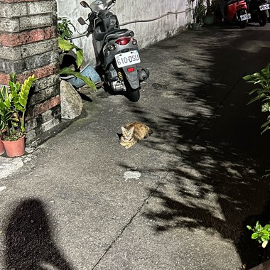 蛋堡