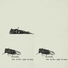 Cicada