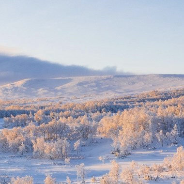 我要去雪地里睡觉