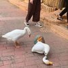 芒果酱mango jump