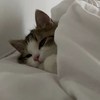 can’t sleep(´;ω;｀)