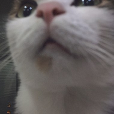 喵选的