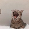 喵喵呜