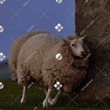 Softlipa