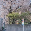 春 樱 日 和 。