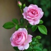 🌹粉红玫瑰🌺