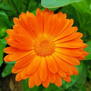 金盏花开
