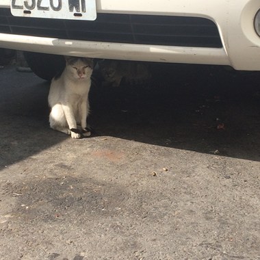 老猫侦探社
