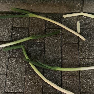 夏夜晚风轻轻吹