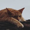喵(●ↀωↀ●)✧