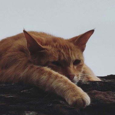 喵(●ↀωↀ●)✧