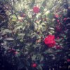 我在这里