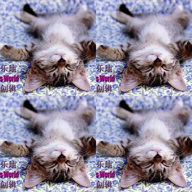 猫乐地 Cat's Melody