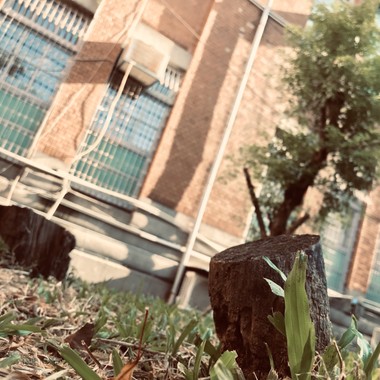 房东的猫