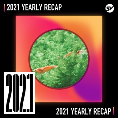 2021 个人年度精选之最