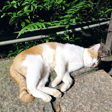 象山的猫