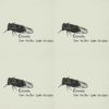 cicada