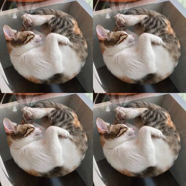 噢欧欧