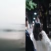 鲨鱼