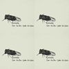Cicada