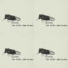 Cicada-Over the sea