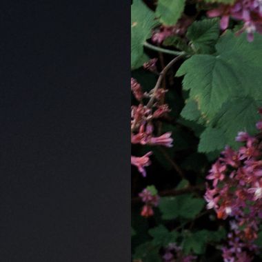 罂海花