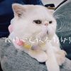 赞赞01