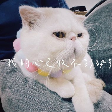 赞赞01
